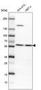 Integrator Complex Subunit 14 antibody, PA5-59123, Invitrogen Antibodies, Western Blot image 
