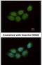 Zinc Finger CCHC-Type Containing 4 antibody, PA5-31576, Invitrogen Antibodies, Immunofluorescence image 