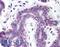 Protein Arginine Methyltransferase 6 antibody, LS-B118, Lifespan Biosciences, Immunohistochemistry paraffin image 
