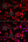 Serpin Family B Member 9 antibody, A6393, ABclonal Technology, Immunofluorescence image 