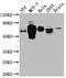 Ribosomal Protein S6 Kinase B1 antibody, CSB-RA779090A0HU, Cusabio, Western Blot image 