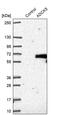 AarF Domain Containing Kinase 5 antibody, PA5-55943, Invitrogen Antibodies, Western Blot image 