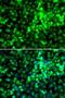 Eukaryotic Translation Initiation Factor 2 Alpha Kinase 4 antibody, LS-C747713, Lifespan Biosciences, Immunofluorescence image 
