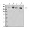 Dicer 1, Ribonuclease III antibody, A00190-2, Boster Biological Technology, Western Blot image 