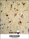 Engrailed Homeobox 2 antibody, 62-927, ProSci, Immunohistochemistry paraffin image 