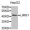 LIM Zinc Finger Domain Containing 1 antibody, LS-C335662, Lifespan Biosciences, Western Blot image 