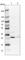 Translational Activator Of Cytochrome C Oxidase I antibody, HPA021626, Atlas Antibodies, Western Blot image 