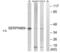 Serpin Family B Member 9 antibody, abx014874, Abbexa, Western Blot image 