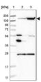 Cnap1 antibody, PA5-57919, Invitrogen Antibodies, Western Blot image 