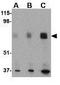 MAPK Associated Protein 1 antibody, GTX31311, GeneTex, Western Blot image 