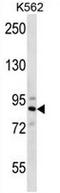 Striatin 4 antibody, AP54083PU-N, Origene, Western Blot image 