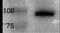 Enhancer Of Zeste 1 Polycomb Repressive Complex 2 Subunit antibody, NB100-56358, Novus Biologicals, Western Blot image 