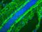 Mitotic Cells antibody, NBP1-97684, Novus Biologicals, Immunofluorescence image 