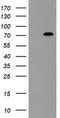 Negative Regulator Of Ubiquitin Like Proteins 1 antibody, LS-C175182, Lifespan Biosciences, Western Blot image 