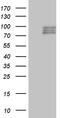 Semaphorin 3D antibody, M09239, Boster Biological Technology, Western Blot image 