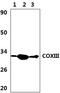 Mitochondrially Encoded Cytochrome C Oxidase III antibody, PA5-75202, Invitrogen Antibodies, Western Blot image 