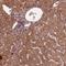 Frataxin antibody, HPA068304, Atlas Antibodies, Immunohistochemistry frozen image 
