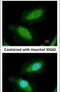 DEAD-Box Helicase 19B antibody, PA5-30440, Invitrogen Antibodies, Immunofluorescence image 