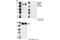 Insulin Receptor Substrate 1 antibody, 2389S, Cell Signaling Technology, Western Blot image 