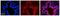 SRP Receptor Subunit Beta antibody, A13302, Boster Biological Technology, Immunohistochemistry frozen image 