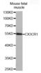 C-X3-C Motif Chemokine Receptor 1 antibody, MBS127834, MyBioSource, Western Blot image 