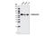 Tripartite Motif Containing 29 antibody, 5182S, Cell Signaling Technology, Western Blot image 