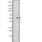 Adrenoceptor Beta 1 antibody, abx147461, Abbexa, Western Blot image 