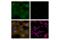 CD248 Molecule antibody, 47948S, Cell Signaling Technology, Immunofluorescence image 