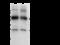 Glutathione S-Transferase Pi 1 antibody, GTX02398, GeneTex, Immunoprecipitation image 