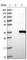 TRNA-YW Synthesizing Protein 3 Homolog antibody, HPA029641, Atlas Antibodies, Western Blot image 