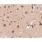 Autophagy Related 12 antibody, LS-C53240, Lifespan Biosciences, Immunohistochemistry frozen image 