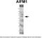 Apoptosis Inducing Factor Mitochondria Associated 1 antibody, TA330327, Origene, Western Blot image 