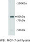 VANGL Planar Cell Polarity Protein 1 antibody, MBS355202, MyBioSource, Western Blot image 