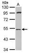 SAMM50 Sorting And Assembly Machinery Component antibody, GTX118528, GeneTex, Western Blot image 