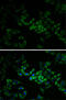 Adenylate Kinase 1 antibody, 15-002, ProSci, Immunofluorescence image 