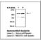 Protein Tyrosine Kinase 2 Beta antibody, LS-B7894, Lifespan Biosciences, Western Blot image 