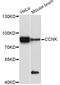 Cyclin K antibody, A10261, ABclonal Technology, Western Blot image 