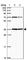 Apolipoprotein L Domain Containing 1 antibody, HPA052462, Atlas Antibodies, Western Blot image 