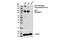 Insulin Like Growth Factor 1 Receptor antibody, 14534S, Cell Signaling Technology, Western Blot image 