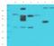 Sideroflexin 3 antibody, orb186110, Biorbyt, Western Blot image 