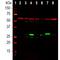 Galectin 3 antibody, NBP1-92690, Novus Biologicals, Western Blot image 