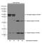 Caspase 2 antibody, 66517-1-Ig, Proteintech Group, Western Blot image 