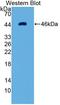 E1A Binding Protein P300 antibody, LS-C372930, Lifespan Biosciences, Western Blot image 