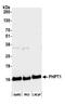Phosphohistidine Phosphatase 1 antibody, NBP2-78798, Novus Biologicals, Western Blot image 