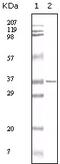 MCL1 Apoptosis Regulator, BCL2 Family Member antibody, 32-191, ProSci, Enzyme Linked Immunosorbent Assay image 