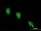 Angiopoietin Like 7 antibody, H00010218-M04-100ug, Novus Biologicals, Immunofluorescence image 