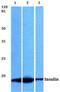 Insulin antibody, LS-C177605, Lifespan Biosciences, Western Blot image 