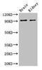 Solute Carrier Family 9 Member A1 antibody, CSB-PA021726LA01HU, Cusabio, Western Blot image 