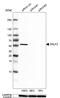 Cytokine Receptor Like Factor 3 antibody, HPA007596, Atlas Antibodies, Western Blot image 