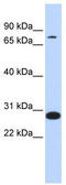 Transcription Factor 12 antibody, TA330063, Origene, Western Blot image 